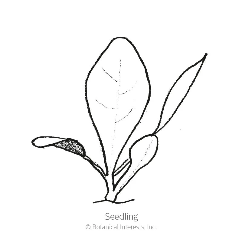 Palla Rossa Mavrik Radicchio Seeds - Image 2