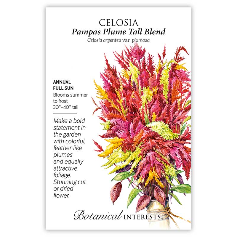 Pampas Plume Tall Blend Celosia Seeds - Image 3