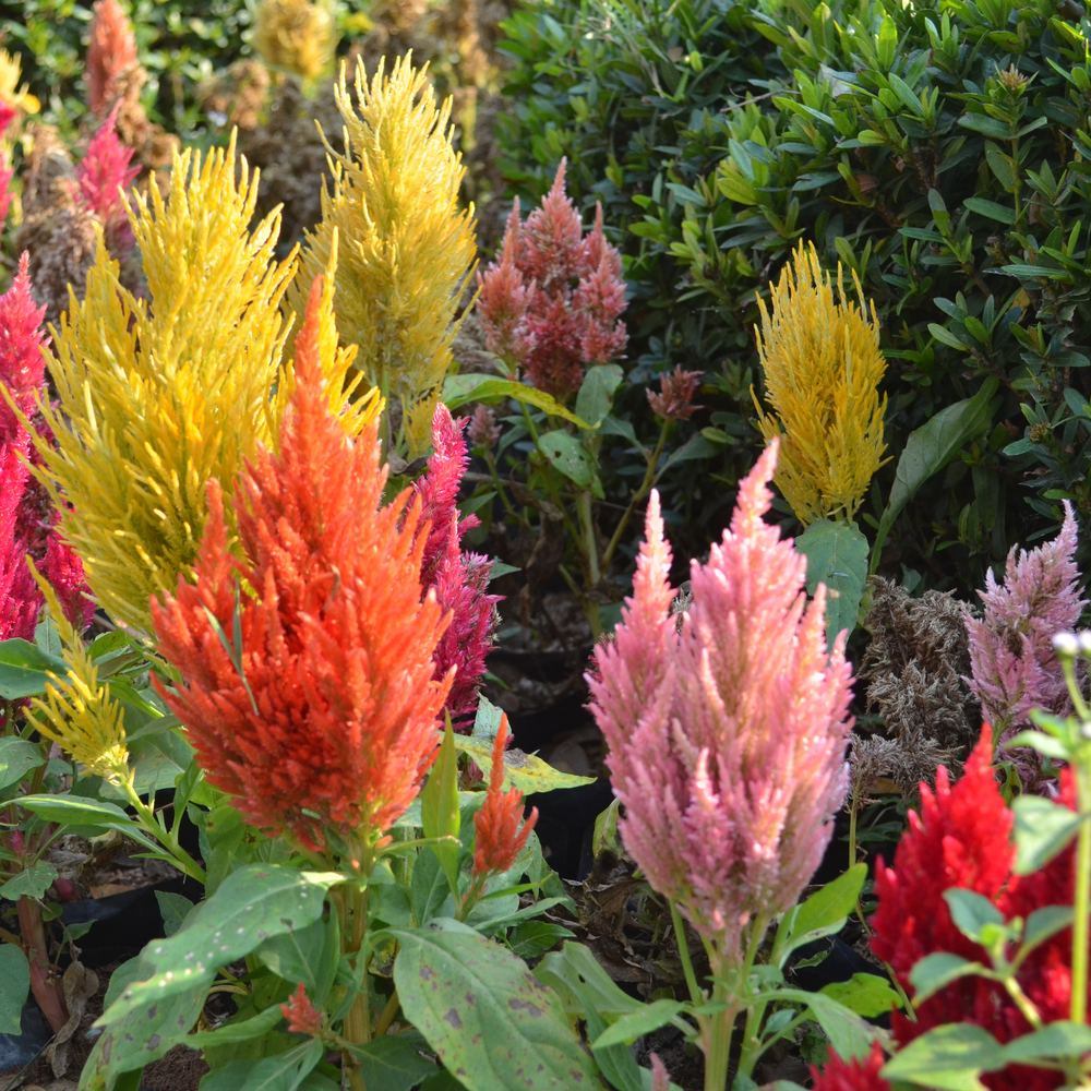 Pampas Plume Tall Blend Celosia Seeds - Image 4