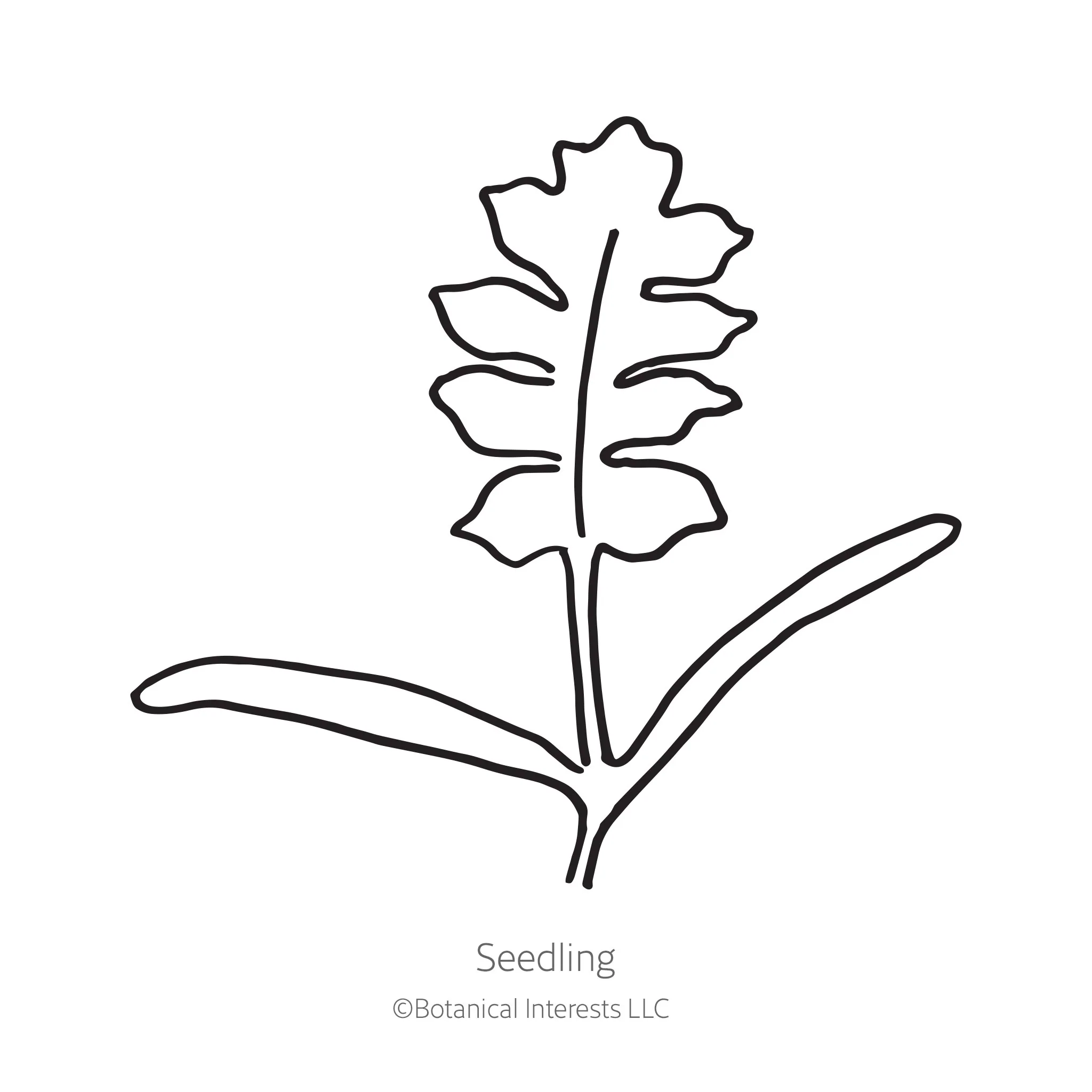 Pandora Poppy Seeds - Image 2