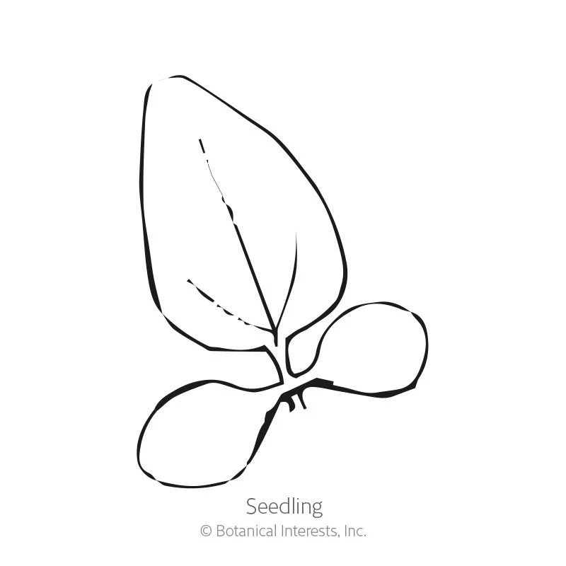 Paradiso Dwarf Blend Echinacea Seeds - Image 2
