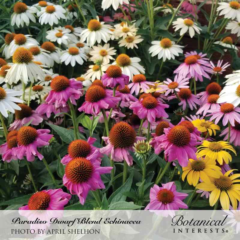 Paradiso Dwarf Blend Echinacea Seeds - Image 4