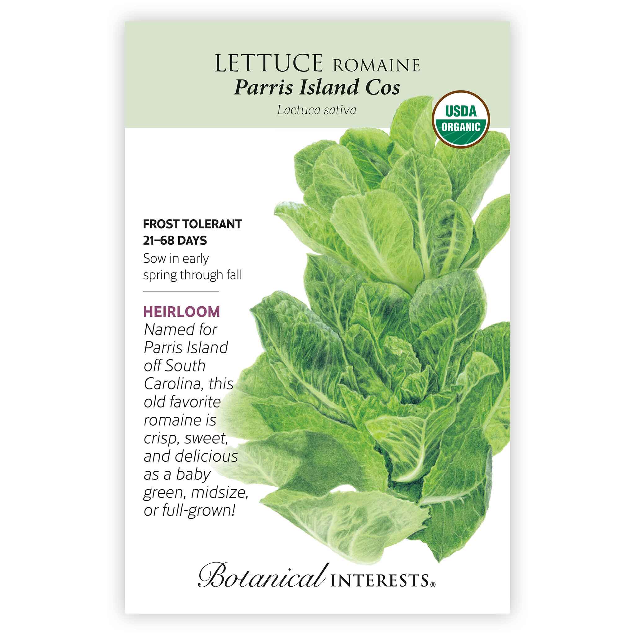 Parris Island Cos Romaine Lettuce Seeds - Image 4