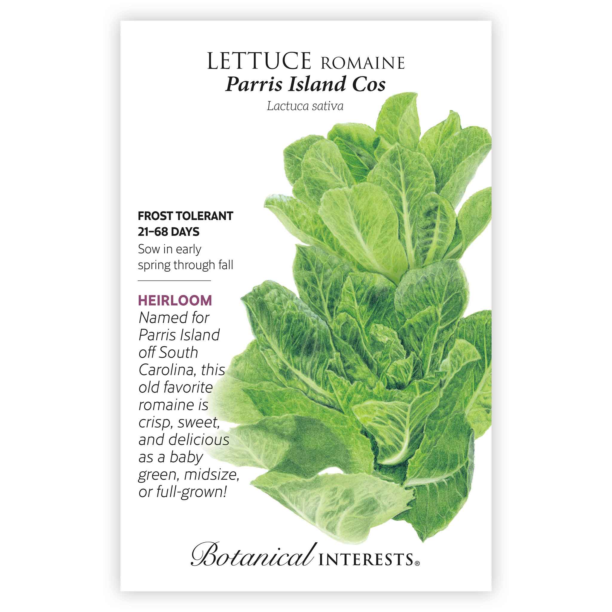 Parris Island Cos Romaine Lettuce Seeds - Image 5