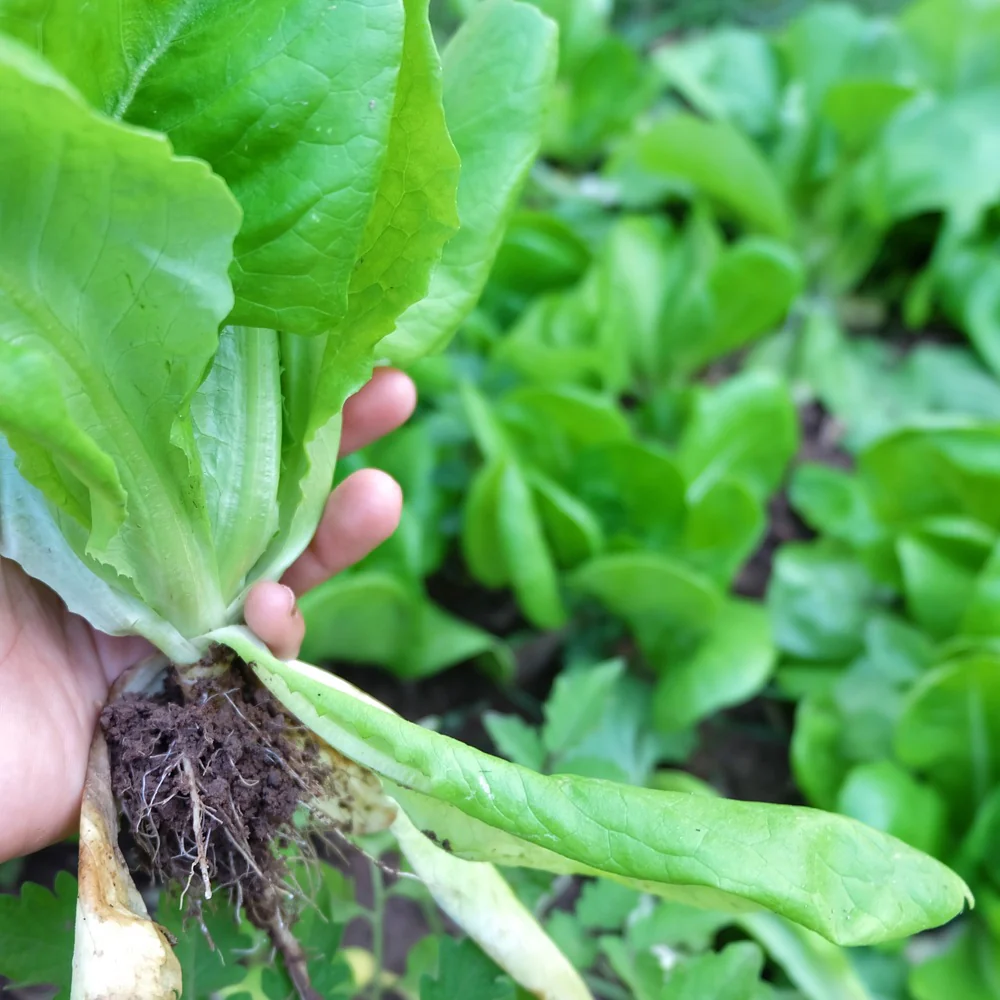 Parris Island Cos Romaine Lettuce Seeds - Image 6