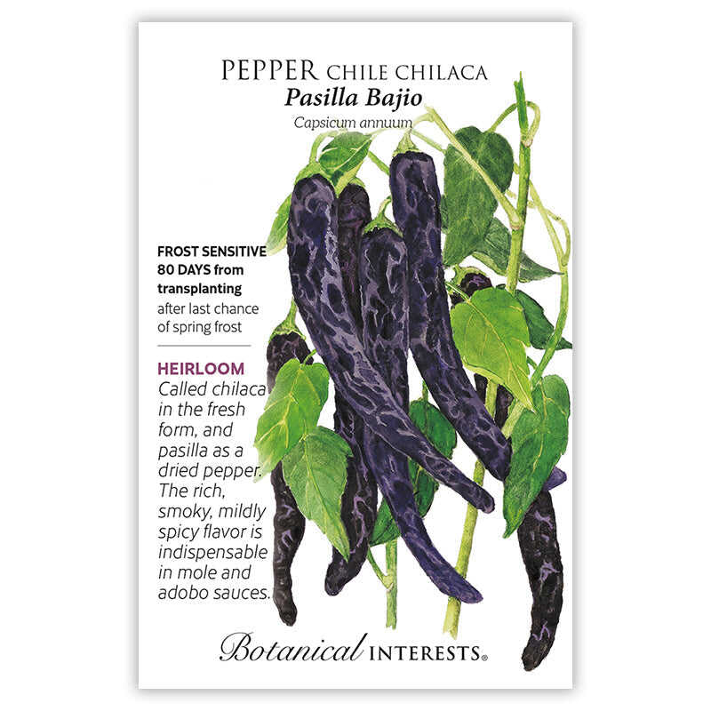Pasilla Bajio Chilaca Chile Pepper Seeds - Image 3