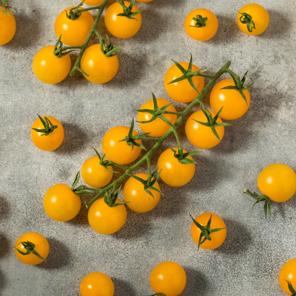 Patio Choice Yellow Bush Cherry Tomato Seeds - Image 4