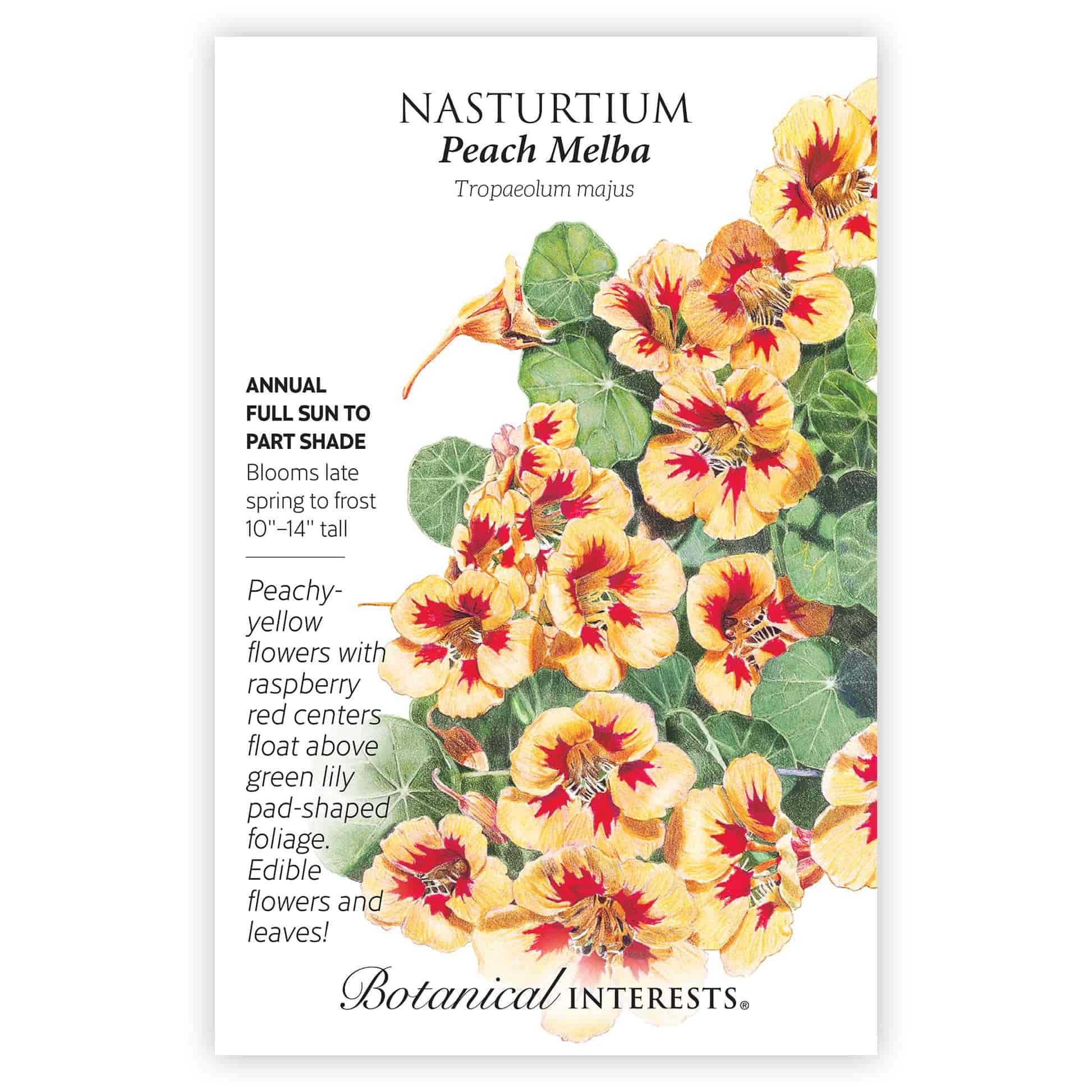 Peach Melba Nasturtium Seeds - Image 3