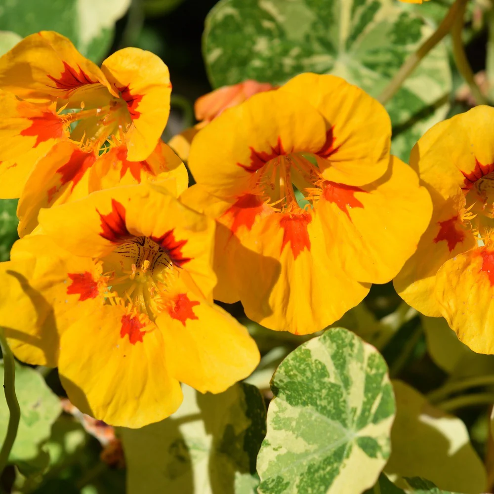Peach Melba Nasturtium Seeds - Image 4