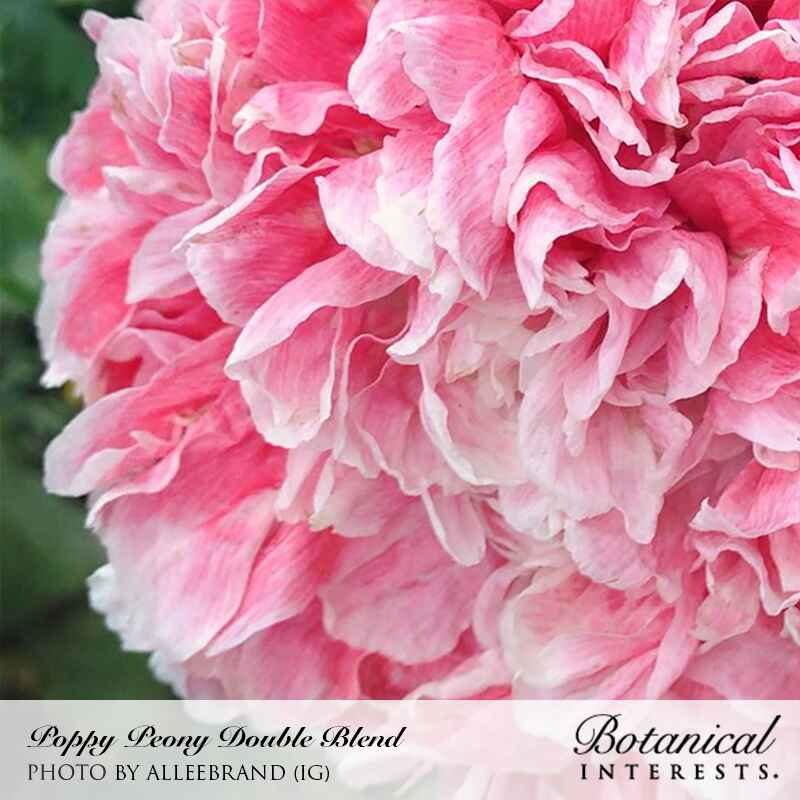 Peony Double Blend Poppy Seeds - Image 4