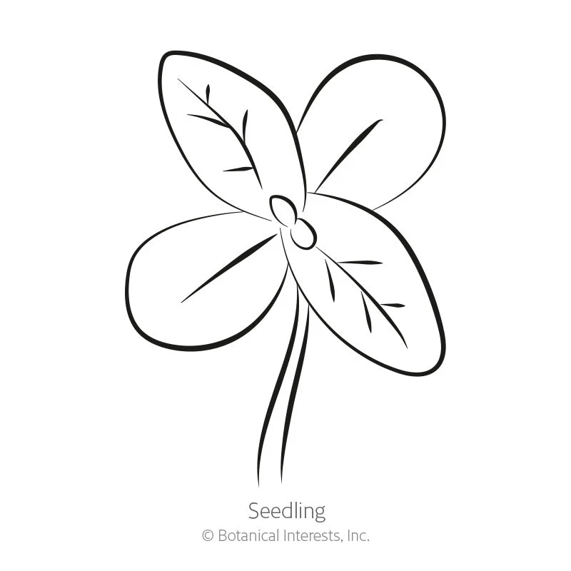 Peppermint Stick Zinnia Seeds - Image 2