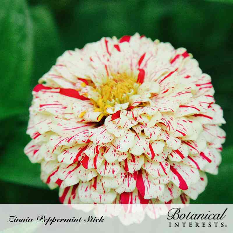 Peppermint Stick Zinnia Seeds - Image 4