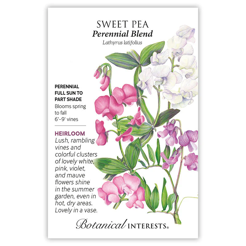 Perennial Blend Sweet Pea Seeds - Image 3