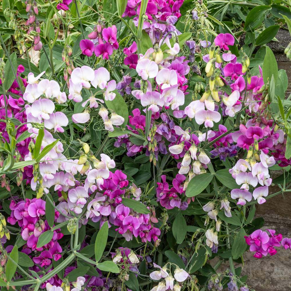 Perennial Blend Sweet Pea Seeds - Image 4