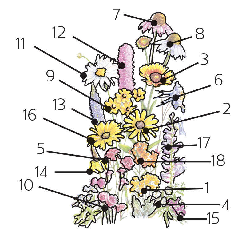 Perennial Bloom Flower Mix Seeds - Image 3
