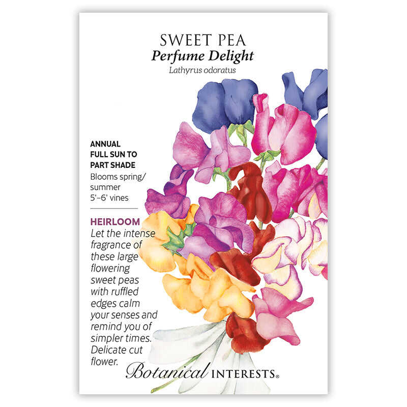 Perfume Delight Sweet Pea Seeds - Image 3