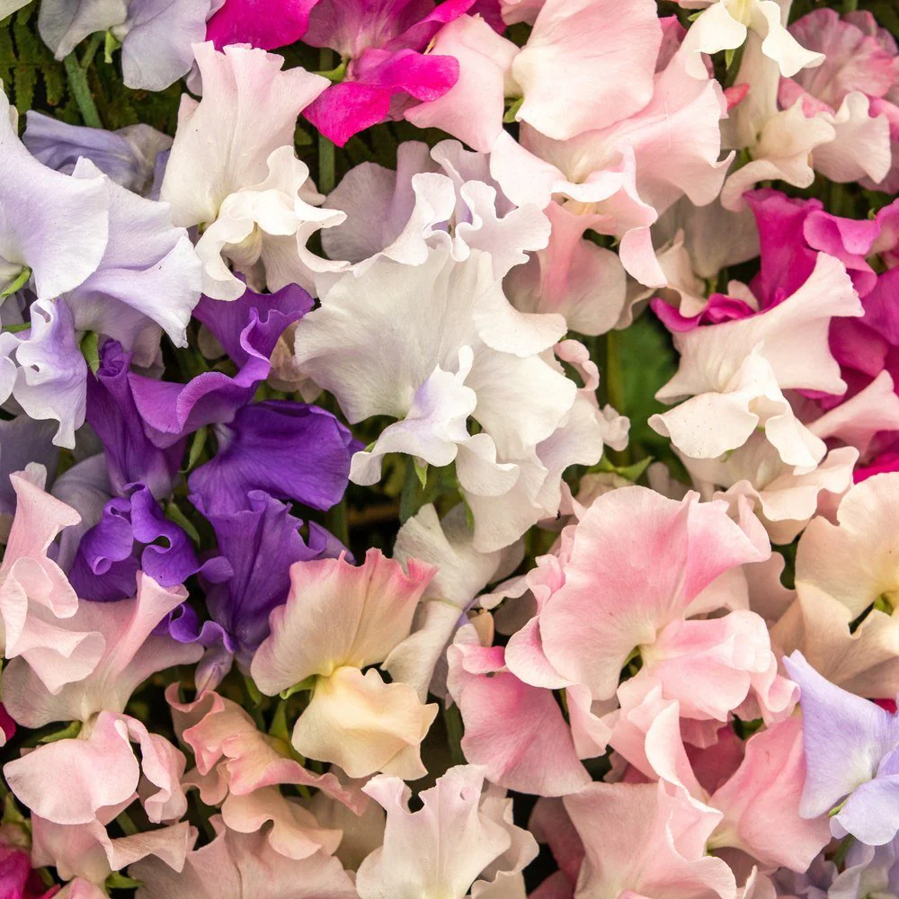 Perfume Delight Sweet Pea Seeds - Image 4