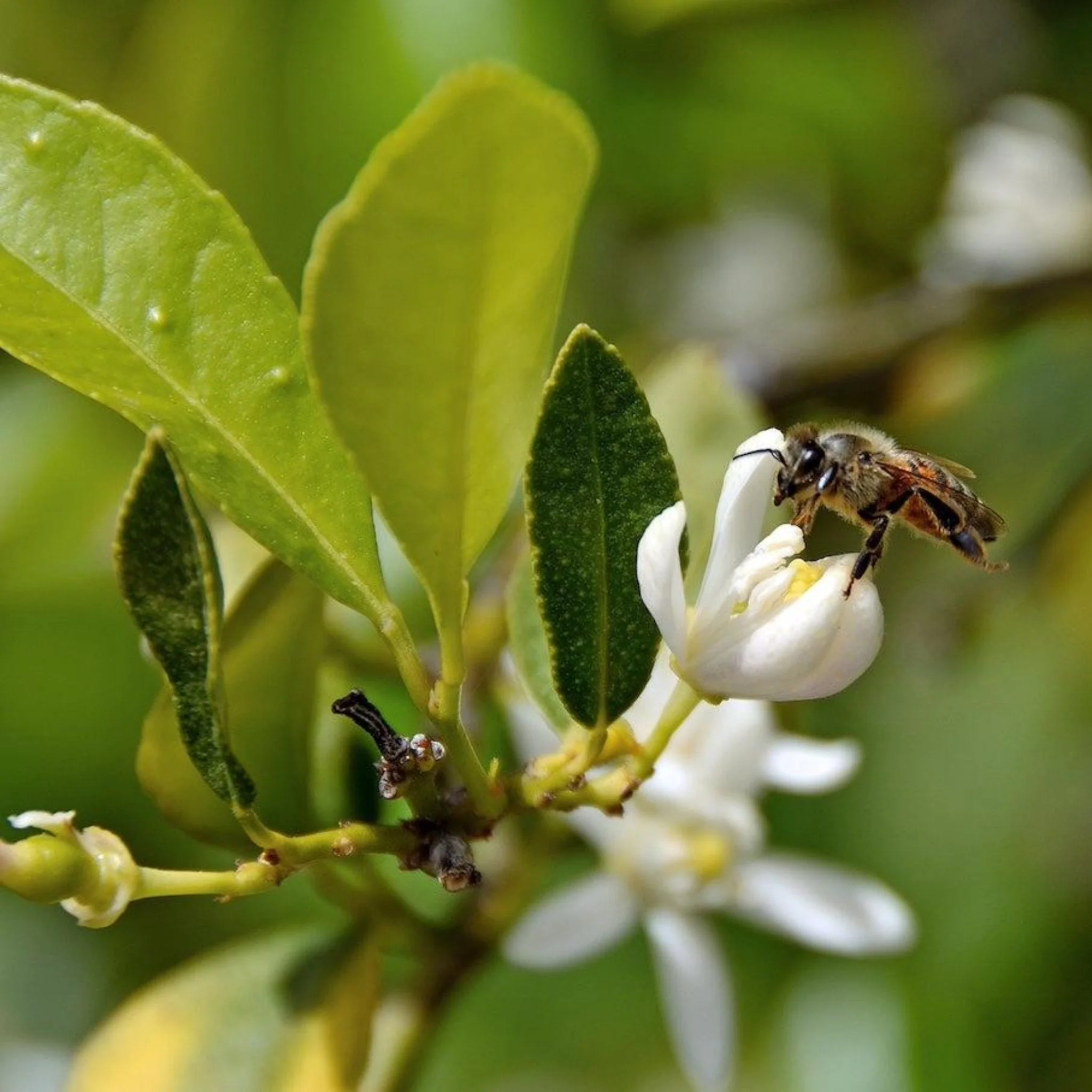 Persian 'Bearss' Lime Tree - Image 3