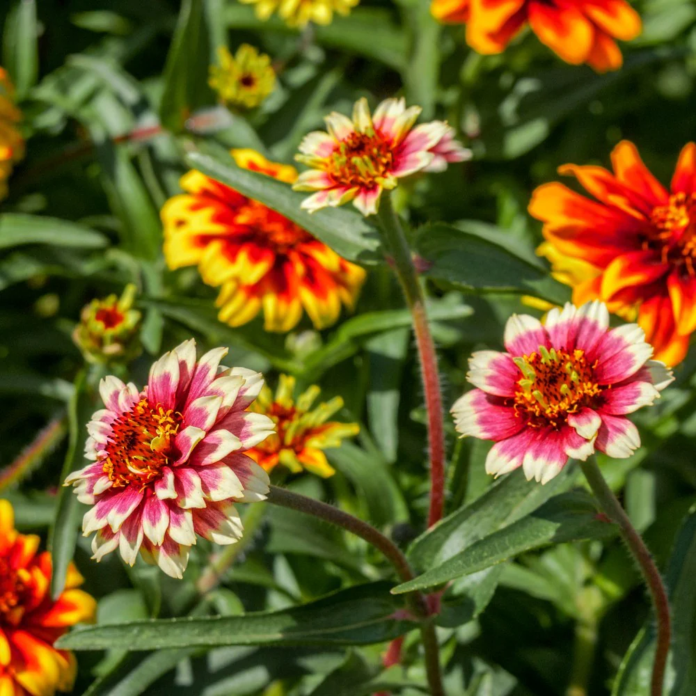 Persian Carpet Zinnia Seeds - Image 4