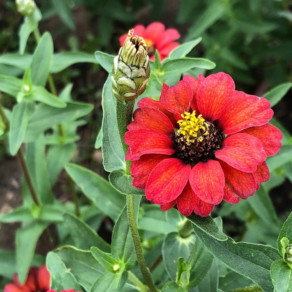 Peruvian Blend Zinnia Seeds - Image 4