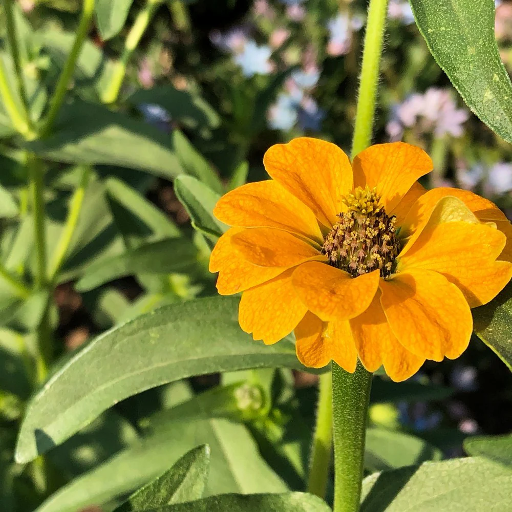 Peruvian Blend Zinnia Seeds - Image 5