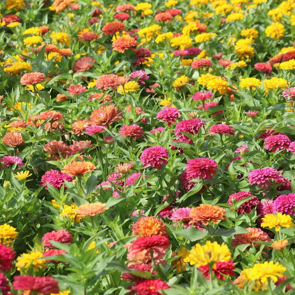 Peruvian Blend Zinnia Seeds - Image 6