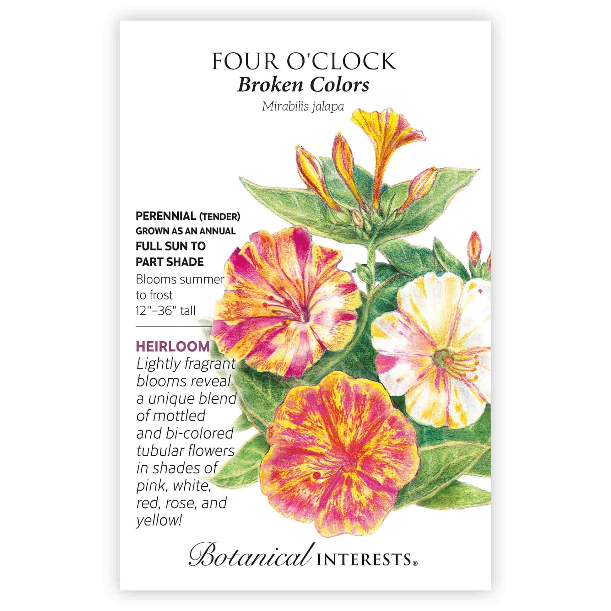 Broken Colors Four o'Clock Seeds - Image 3
