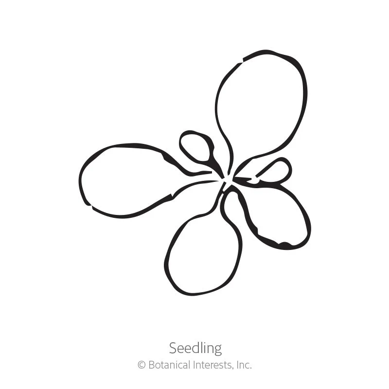 Petite Charmer Blend Petunia Seeds - Image 2