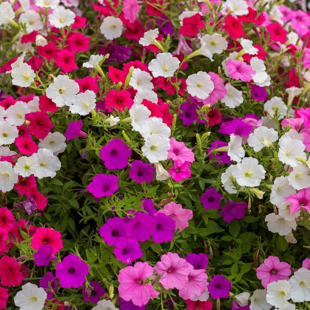 Petite Charmer Blend Petunia Seeds - Image 4
