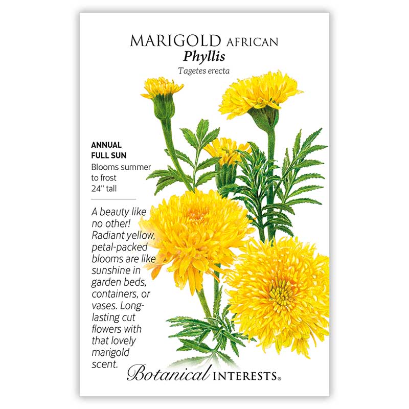 Phyllis African Marigold Seeds - Image 3