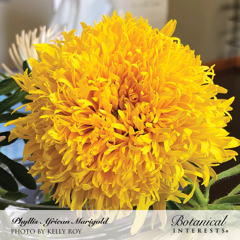 Phyllis African Marigold Seeds - Image 4
