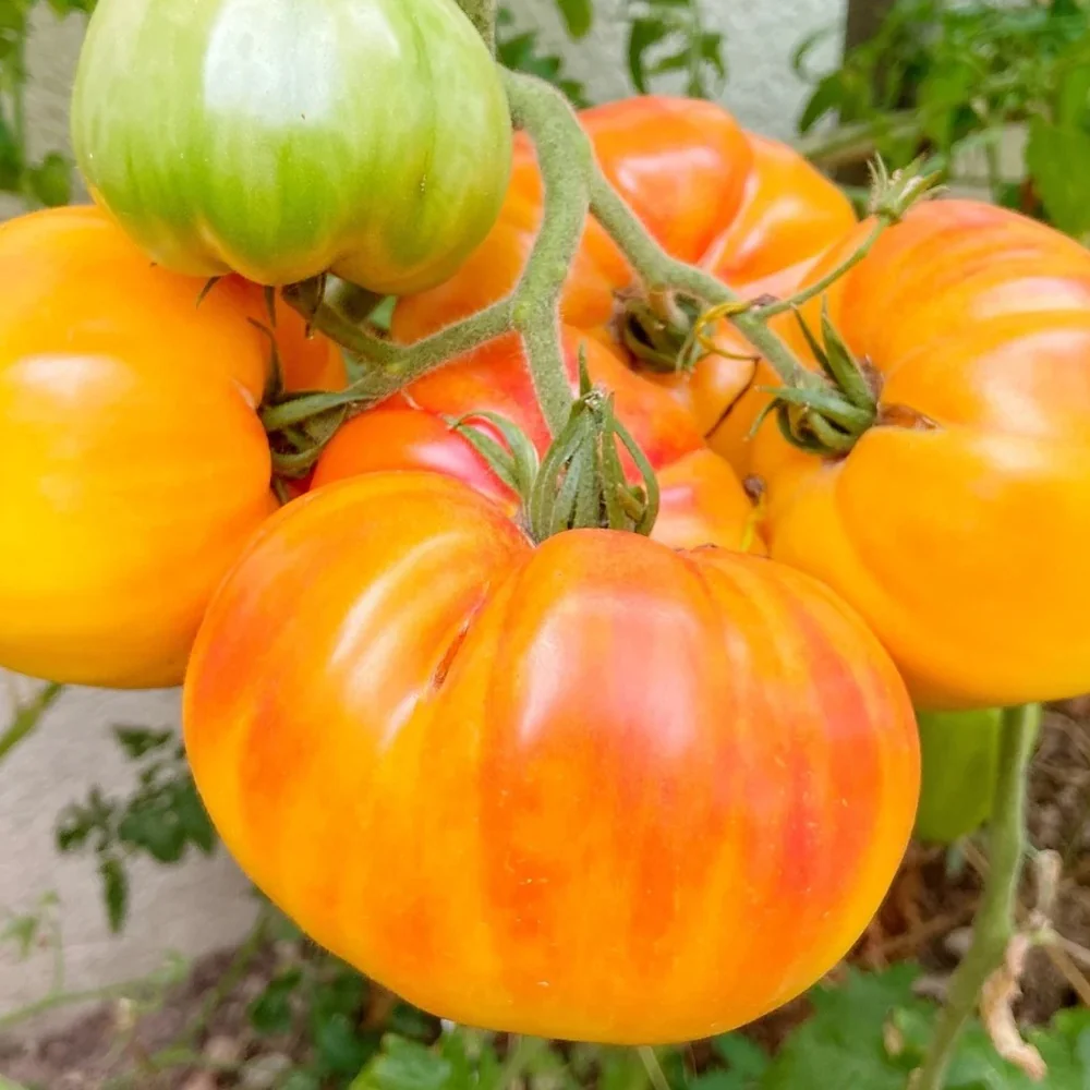 Pineapple Pole Tomato Seeds - Image 4