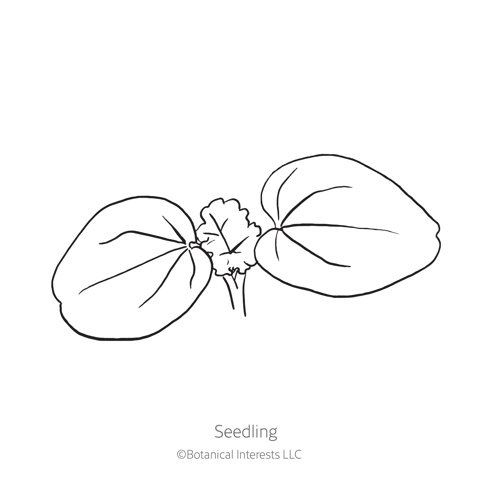 Pink Rose Mallow Seeds - Image 2
