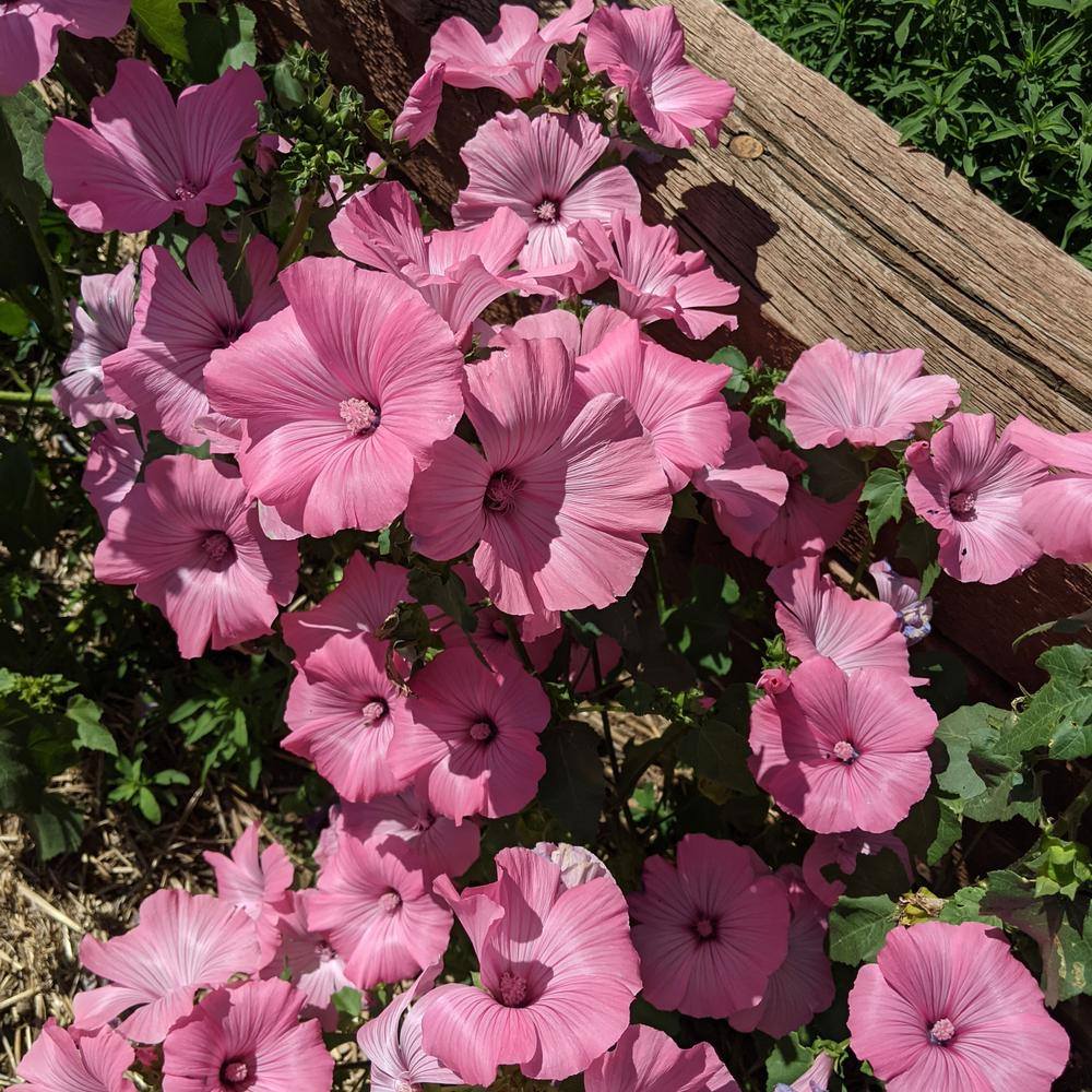 Pink Rose Mallow Seeds - Image 4