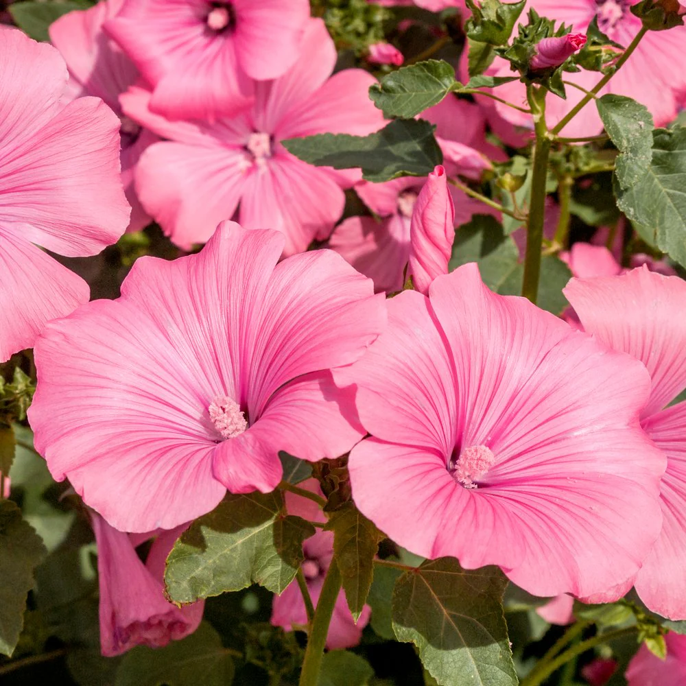 Pink Rose Mallow Seeds - Image 5
