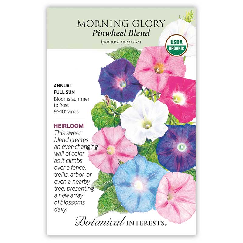 Pinwheel Blend Morning Glory Seeds - Image 3