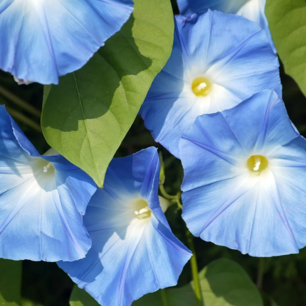 Pinwheel Blend Morning Glory Seeds - Image 4