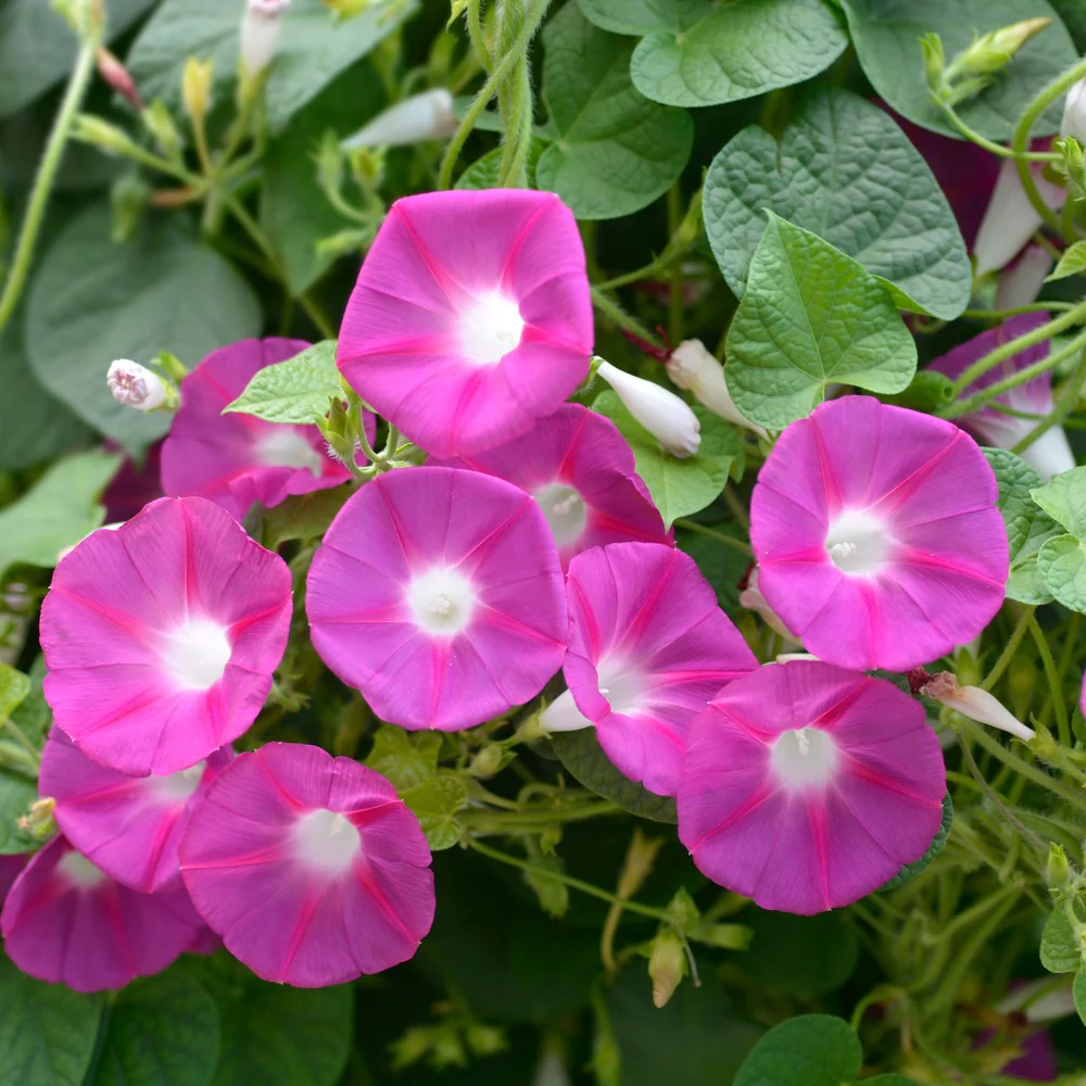 Pinwheel Blend Morning Glory Seeds - Image 5