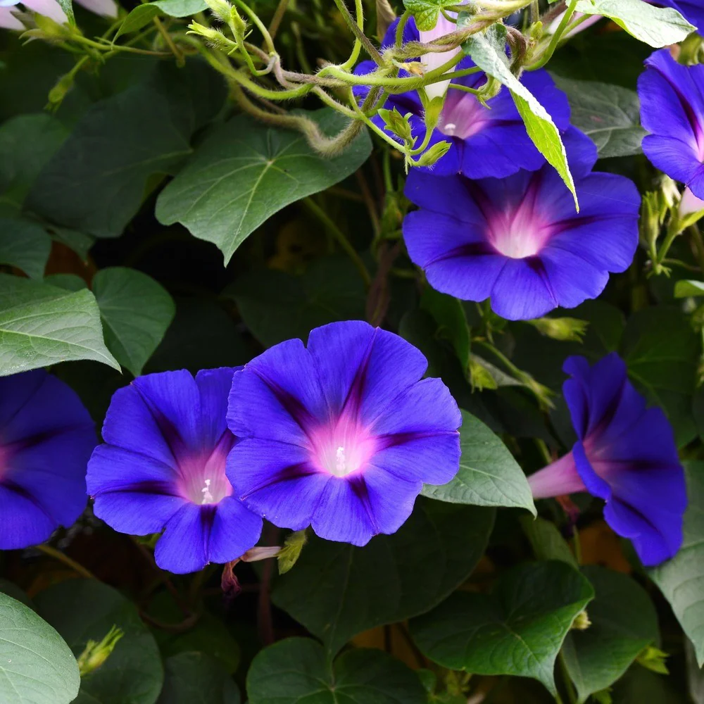 Pinwheel Blend Morning Glory Seeds - Image 6