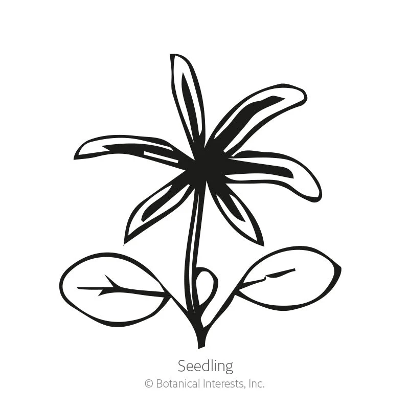 Pixie Delight Lupine Seeds - Image 2