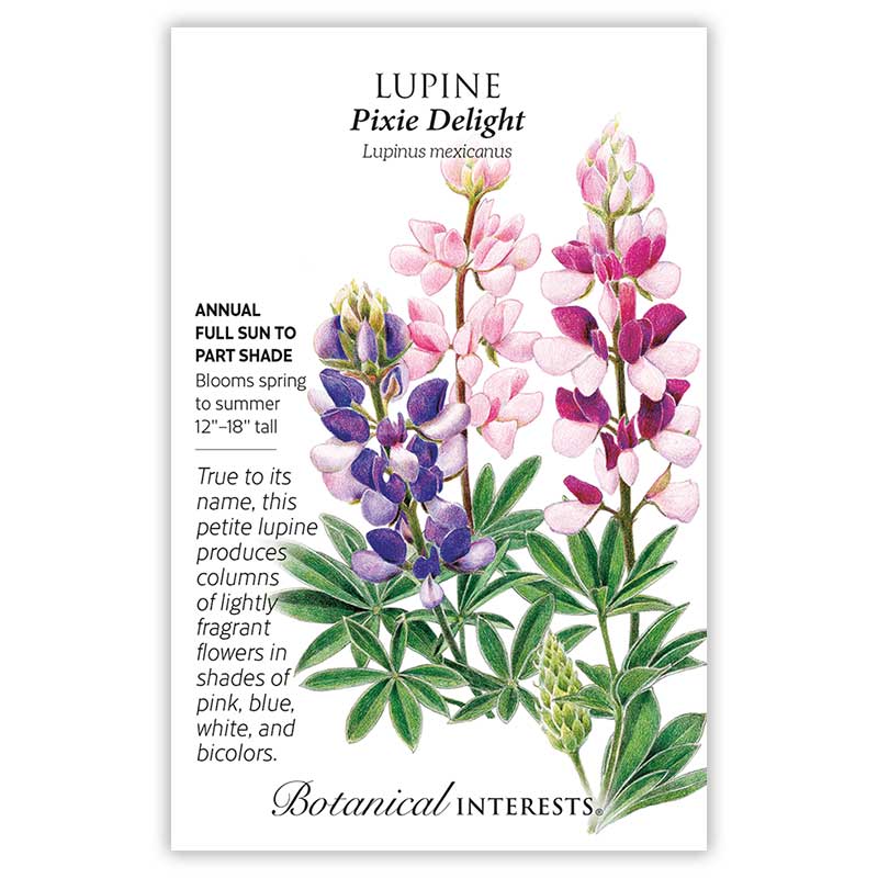 Pixie Delight Lupine Seeds - Image 3
