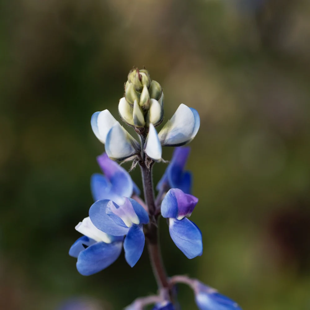 Pixie Delight Lupine Seeds - Image 4