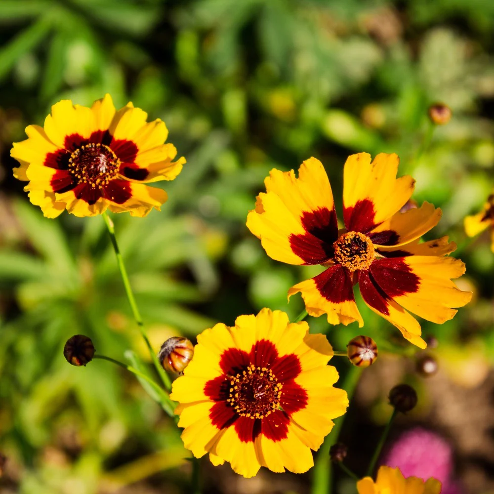 Plains Coreopsis Seeds - Image 4