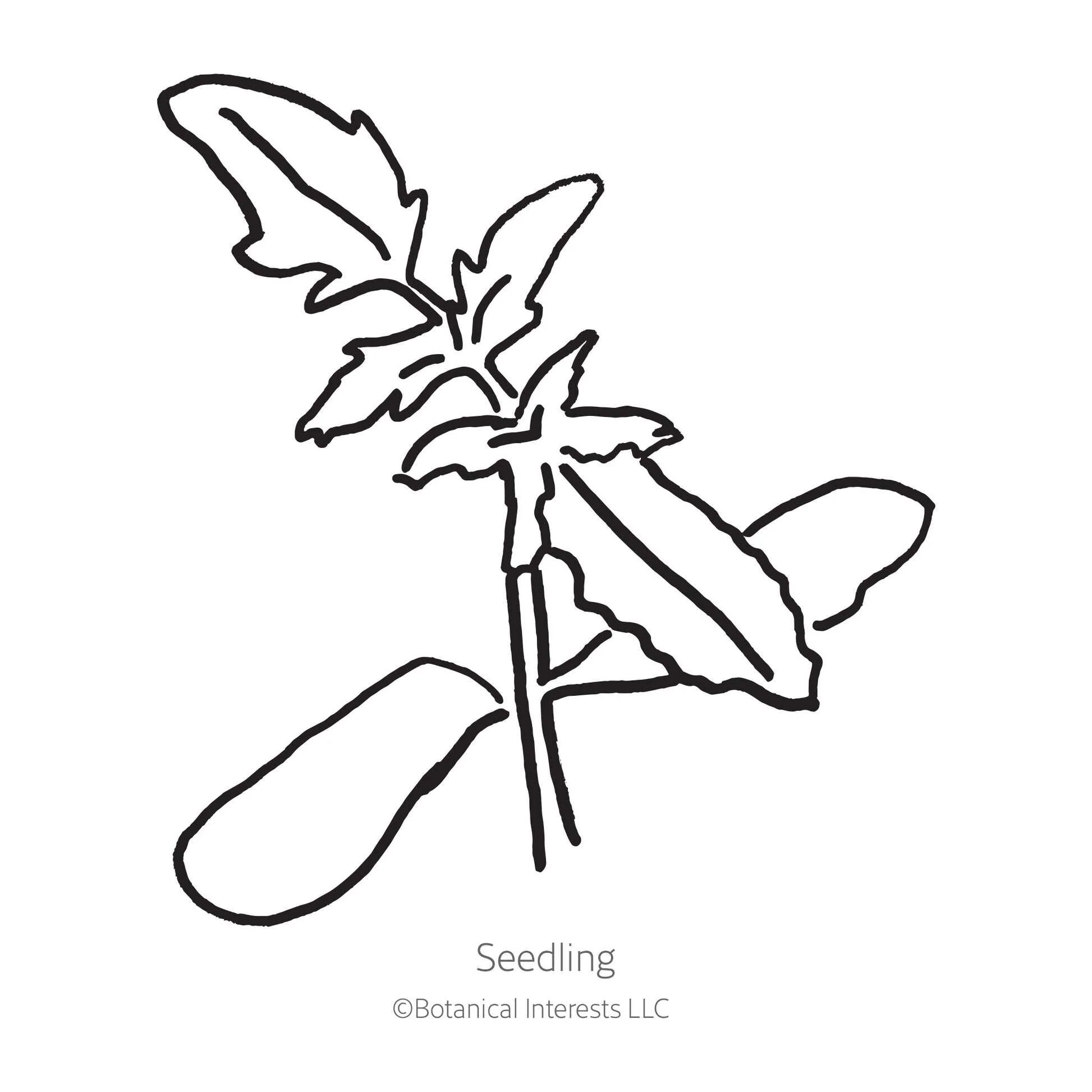 Pork Chop Pole Tomato Seeds - Image 2