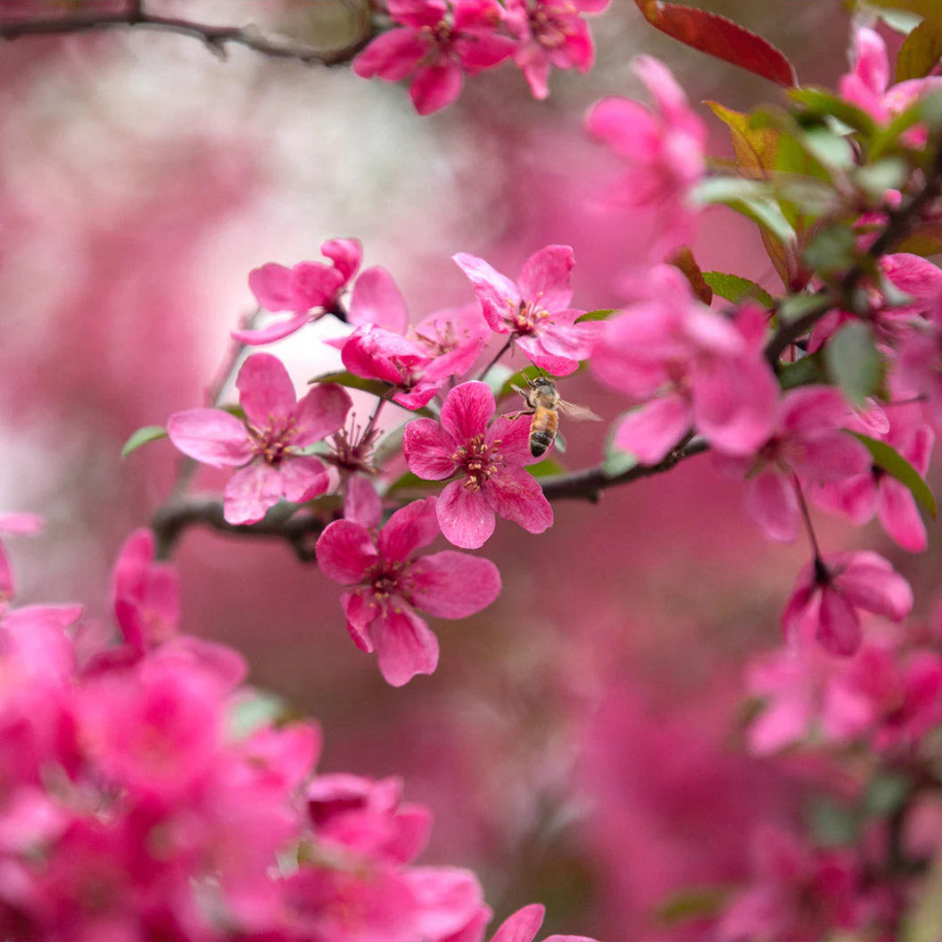 Prairie Fire Crabapple - Image 2