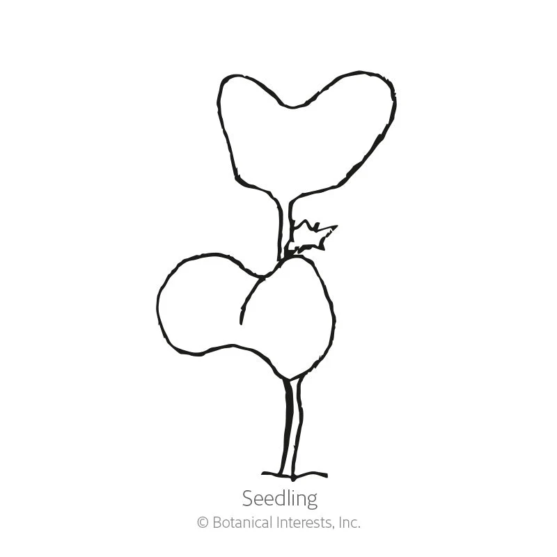 Premier Blend Kale Seeds - Image 2