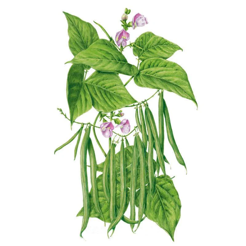 Provider Bush Bean Seeds