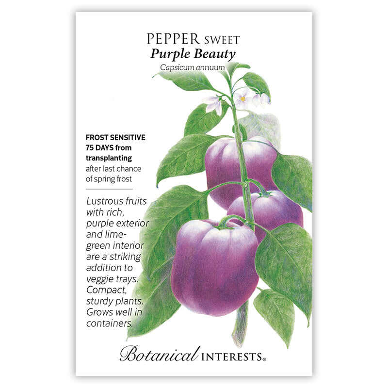 Purple Beauty Sweet Pepper Seeds - Image 3