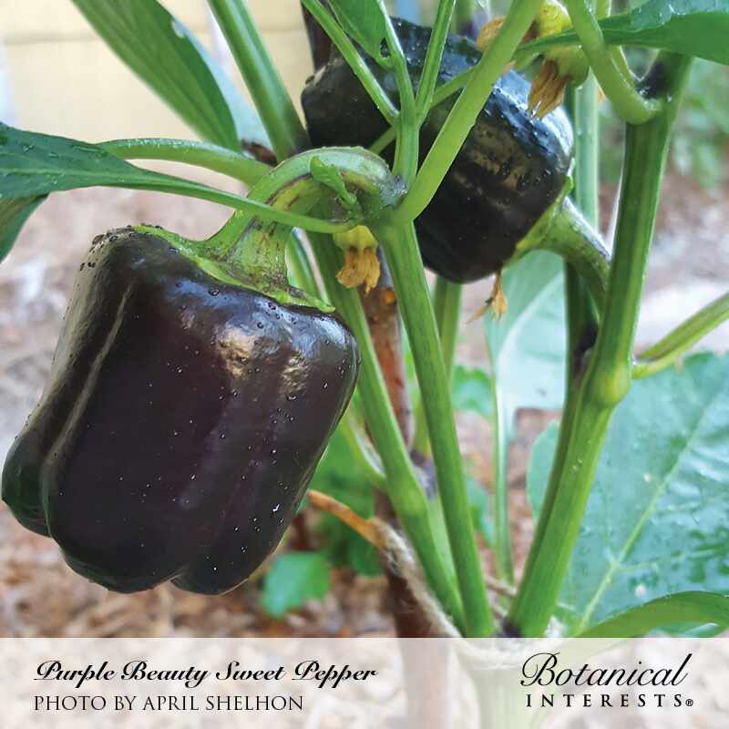 Purple Beauty Sweet Pepper Seeds - Image 4