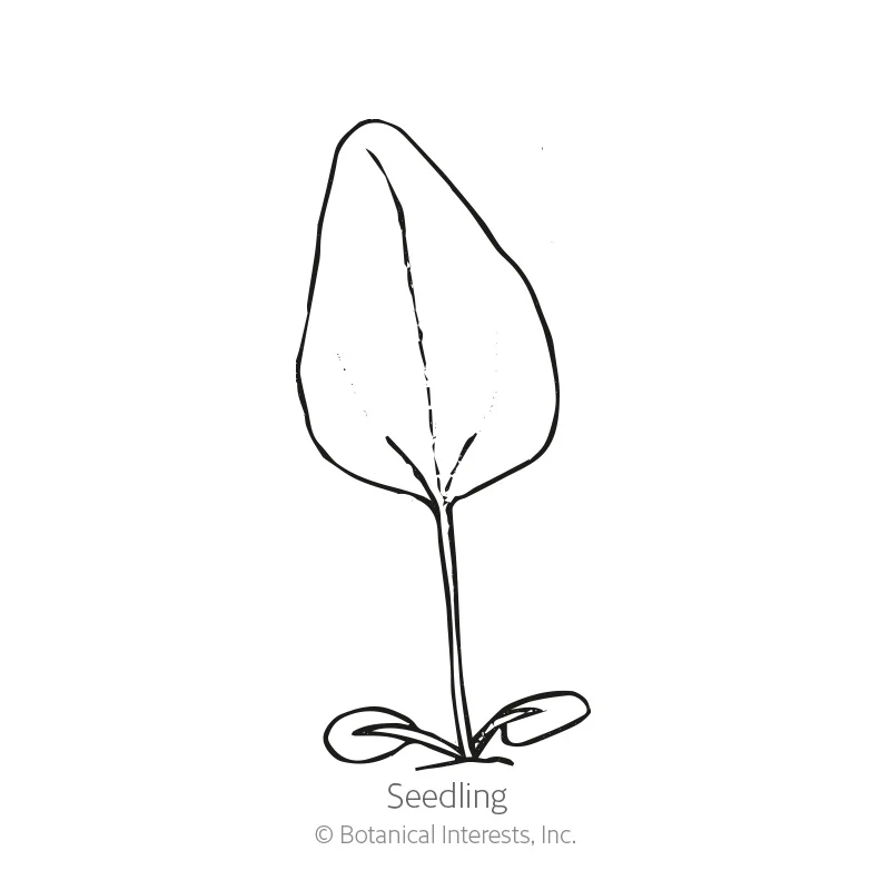 Purple Coneflower Echinacea Seeds - Image 2